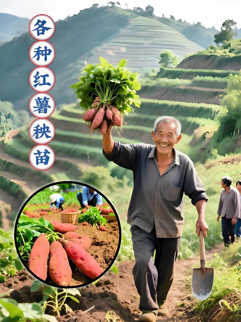 烟薯苗、薯苗、脱毒苗、对接全国量大从优、基地直供、
