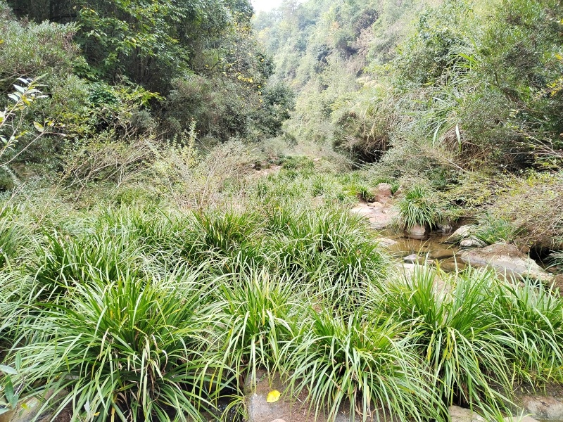 湘西野生精品
