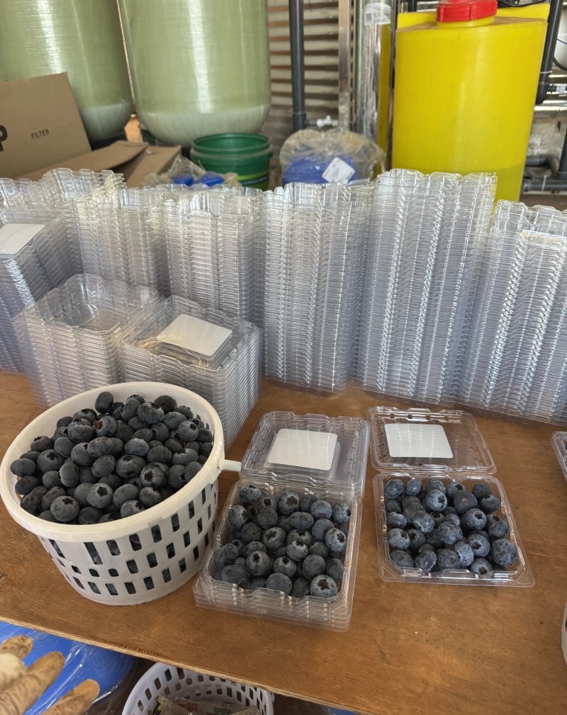 云南澄江花香25蓝莓新鲜品质优可发全国市场欢迎咨询来电
