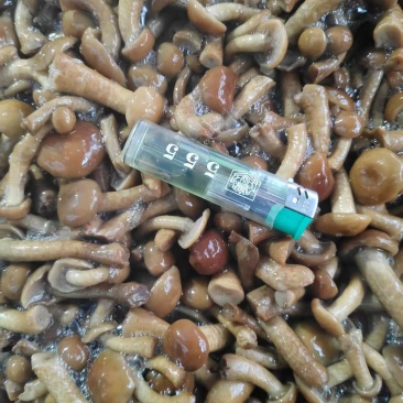 河北承德盐渍滑子菇大量有货零售批发都可以欢迎老板前来选购