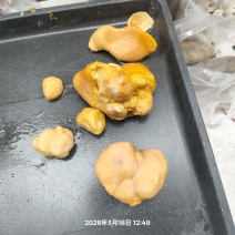 鸡宝