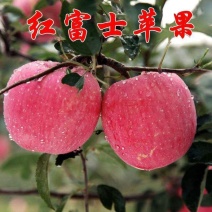 烟台红富士苹果树苗，脆甜可口，包邮保品质，个头大