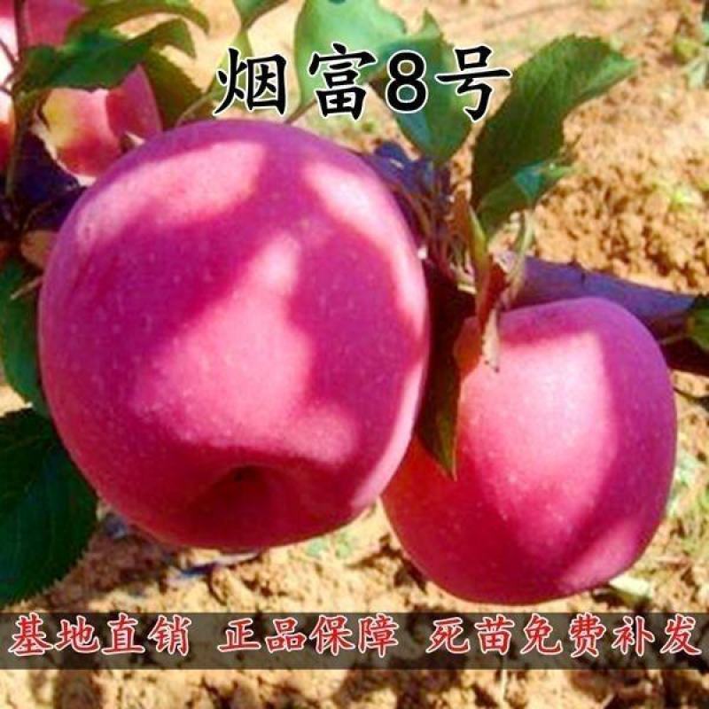 烟台红富士苹果树苗，脆甜可口，包邮保品质，个头大