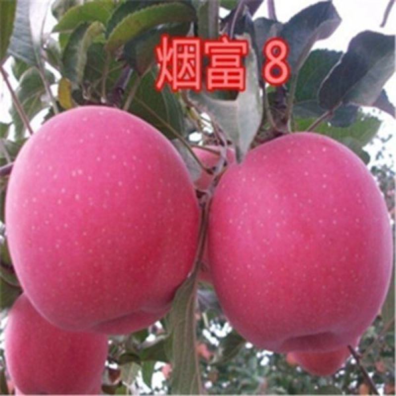 烟台红富士苹果树苗，脆甜可口，包邮保品质，个头大