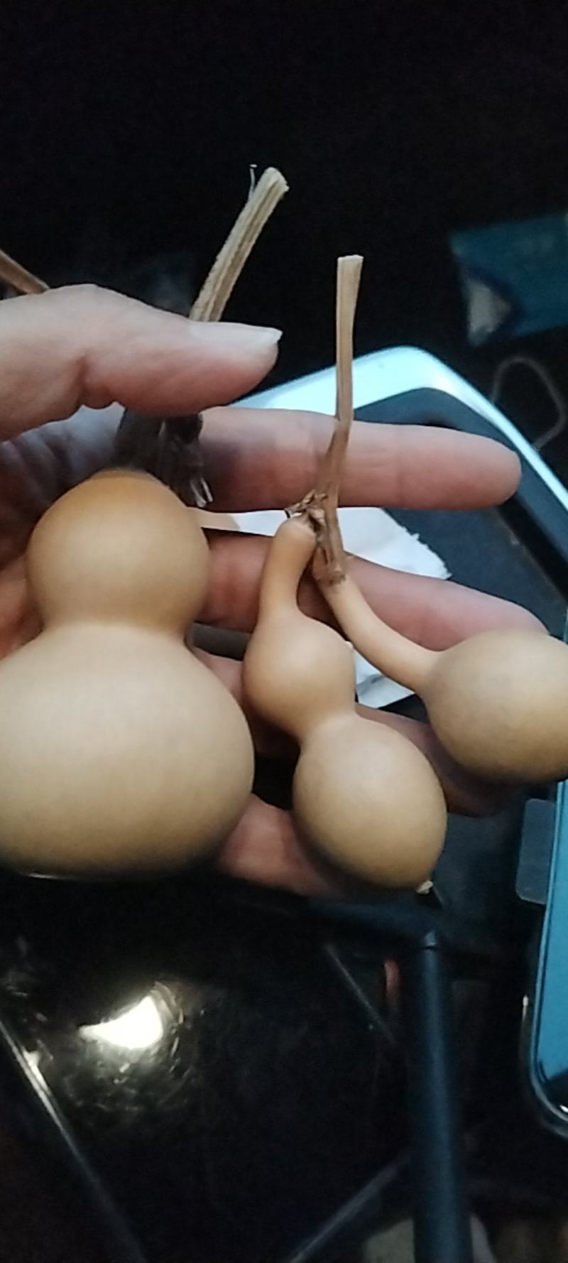 美国葫芦