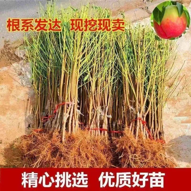 霸王脆桃树苗，产量高，早熟品种，脆甜，包邮包品质