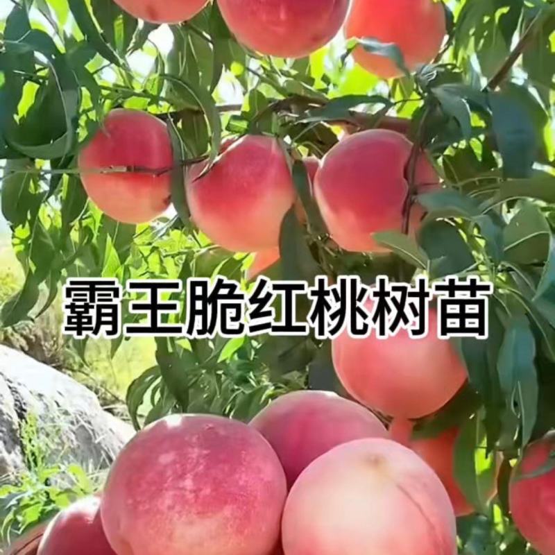 霸王脆桃树苗，产量高，早熟品种，脆甜，包邮包品质