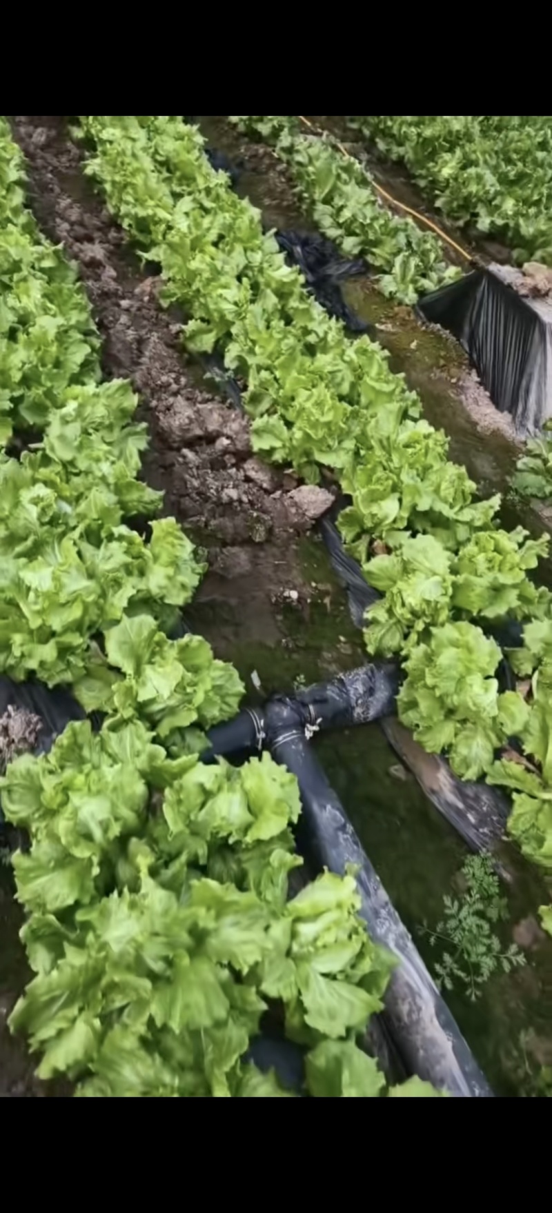 罗马生菜，生菜