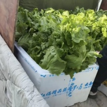 罗马生菜，生菜