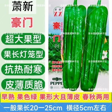 豪门辣椒种子大果薄皮早熟果色绿耐热耐寒高产薄皮椒种子灯笼
