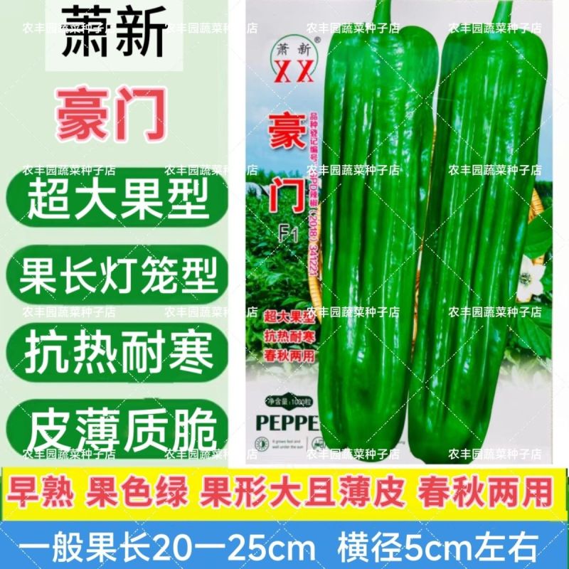 豪门辣椒种子大果薄皮早熟果色绿耐热耐寒高产薄皮椒种子灯笼
