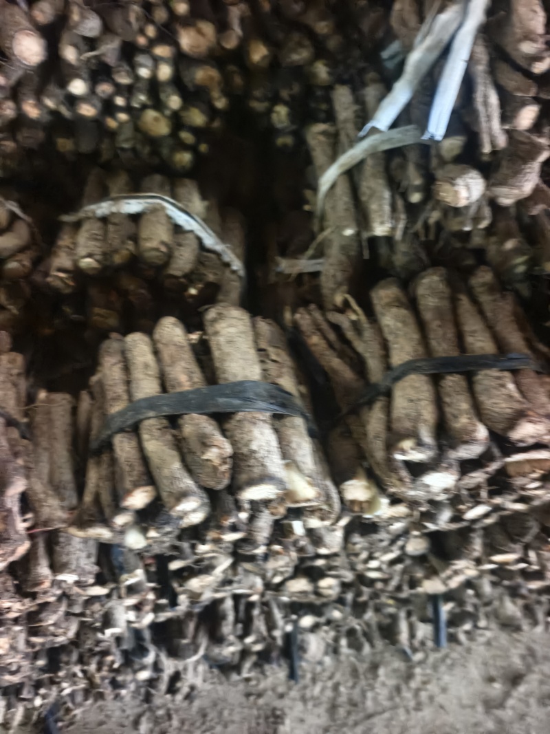 9502四陪体脱毒紫花泡桐种根，白花泡桐种根