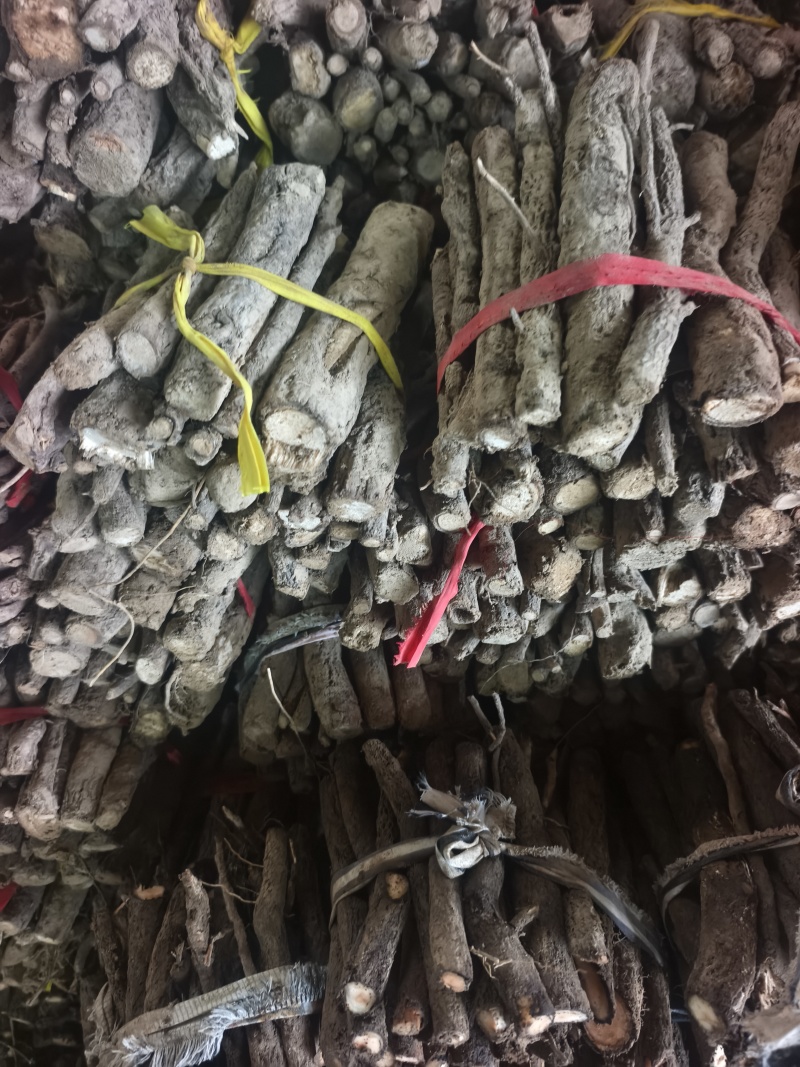 9502四陪体脱毒紫花泡桐种根，白花泡桐种根