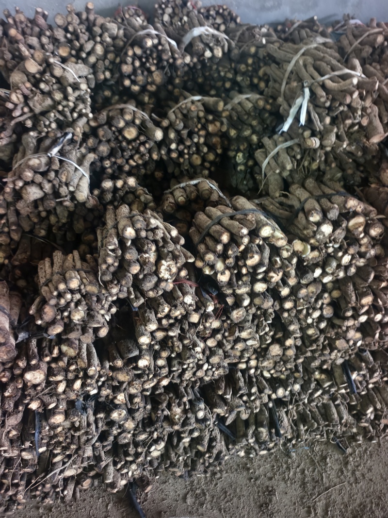 9502四陪体脱毒紫花泡桐种根，白花泡桐种根