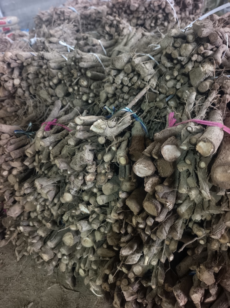 9502四陪体脱毒紫花泡桐种根，白花泡桐种根