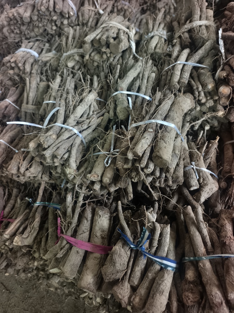 9502四陪体脱毒紫花泡桐种根，白花泡桐种根