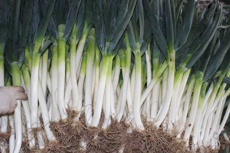 山东大葱应季整箱蔬菜脆甜基地自种电商一件代发