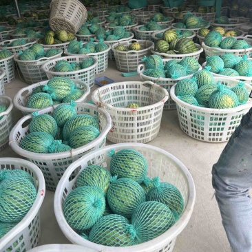 广东雷州🍉麒麟美都！精品好货出货中！