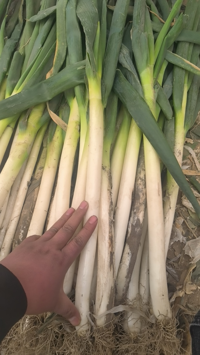 山东大葱应季整箱蔬菜脆甜基地自种电商一件代发