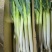 山东大葱应季整箱蔬菜脆甜基地自种电商一件代发
