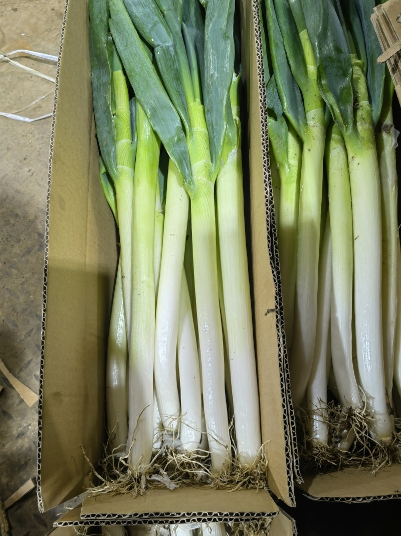 山东大葱应季整箱蔬菜脆甜基地自种电商一件代发
