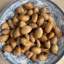 竹虫冻品大量供应产地直发品质保证量大从优欢迎订购