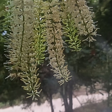 坚果花蜜（夏威夷果花）