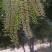 坚果花蜜（夏威夷果花）