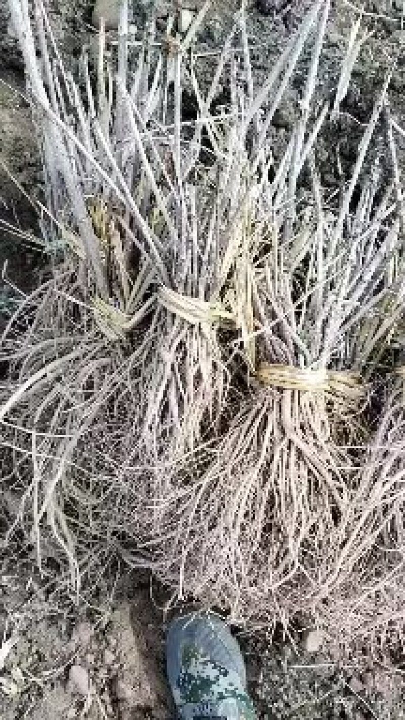 刺嫩芽种苗