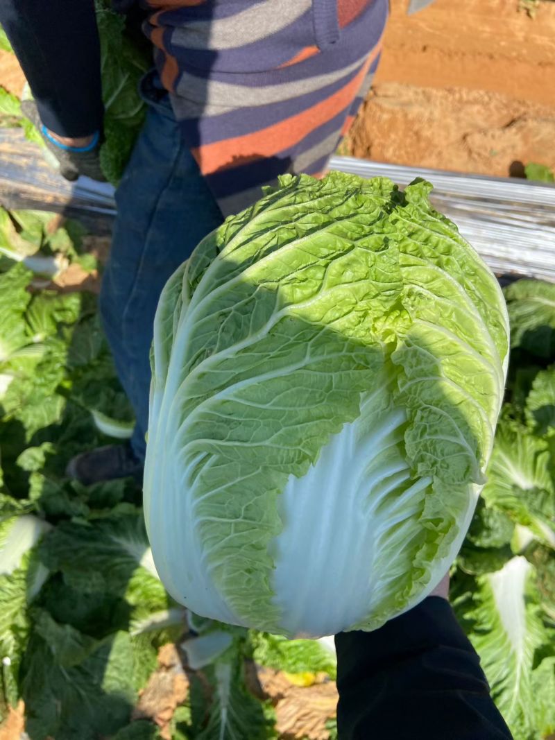 福建白菜