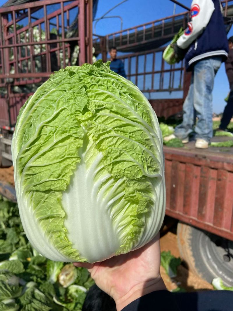 福建白菜