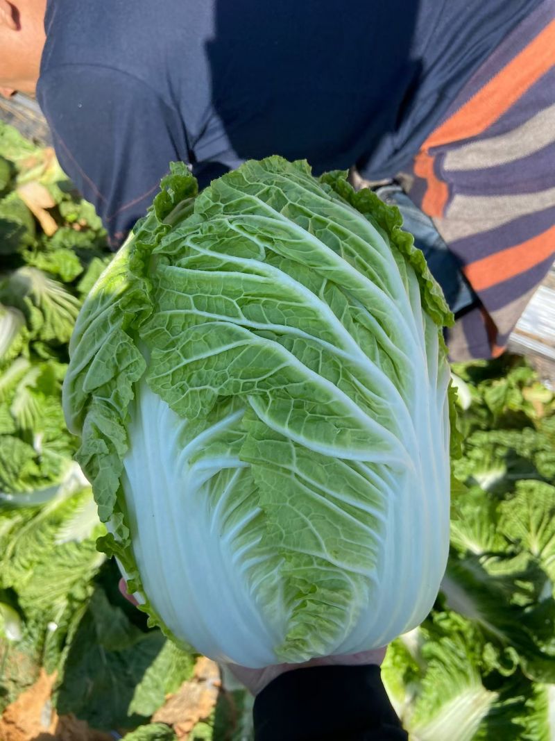 福建白菜