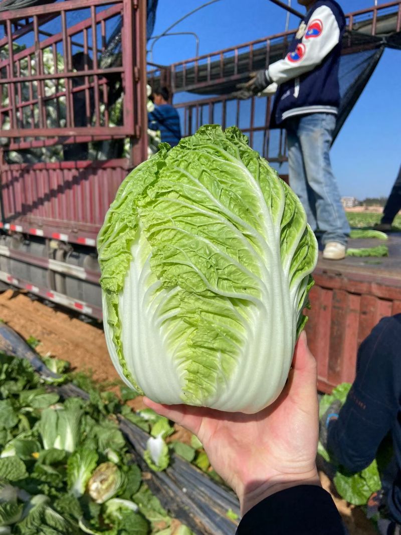 福建白菜
