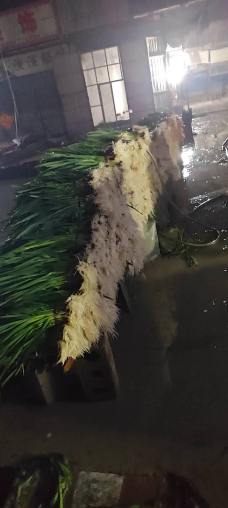 红根蒜苗