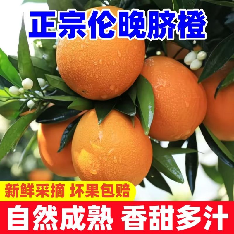 《伦晚脐橙》万州正宗橙子基地直发对接商超团购电商一条龙