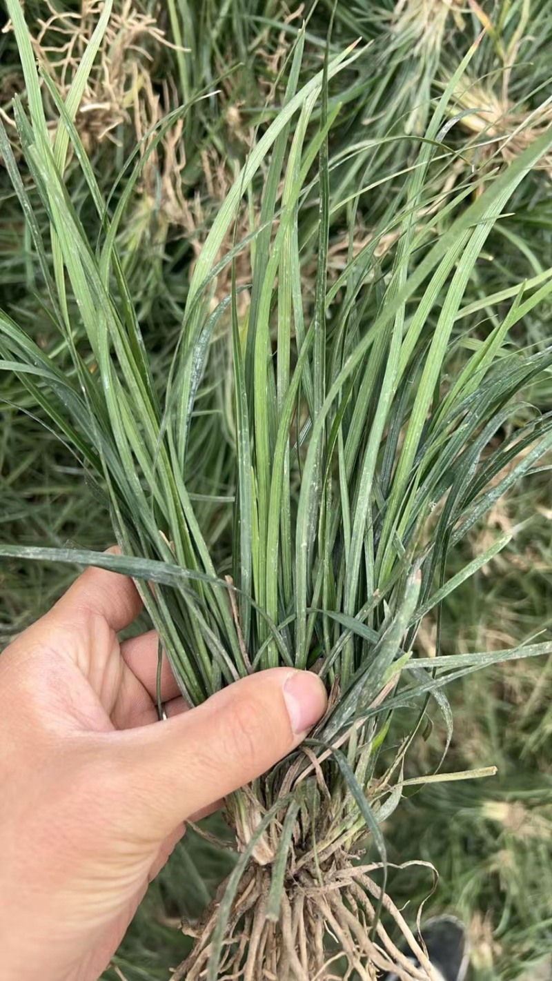 川麦冬种苗，精品种苗，麦冬苗