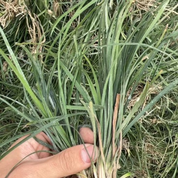 川麦冬种苗，精品种苗，麦冬苗