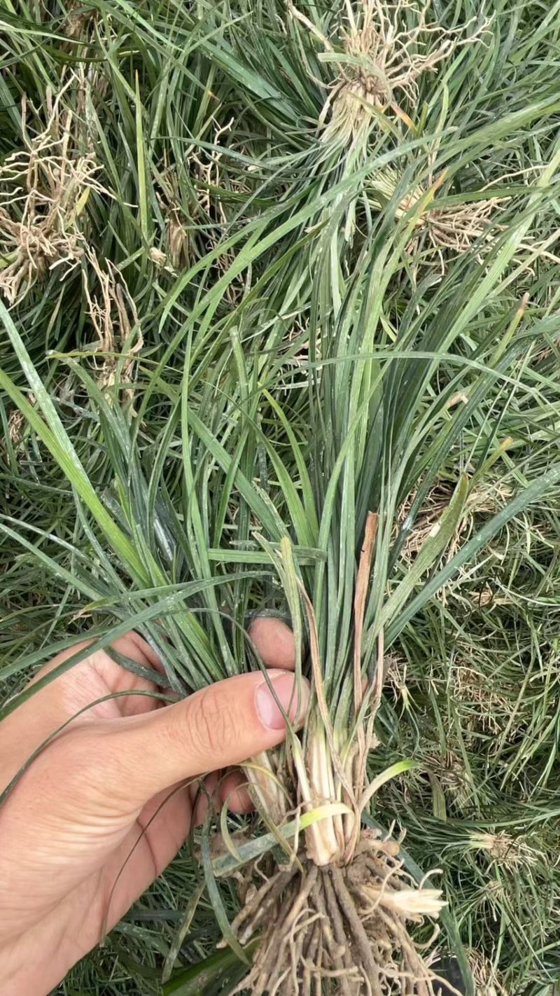 川麦冬种苗，精品种苗，麦冬苗