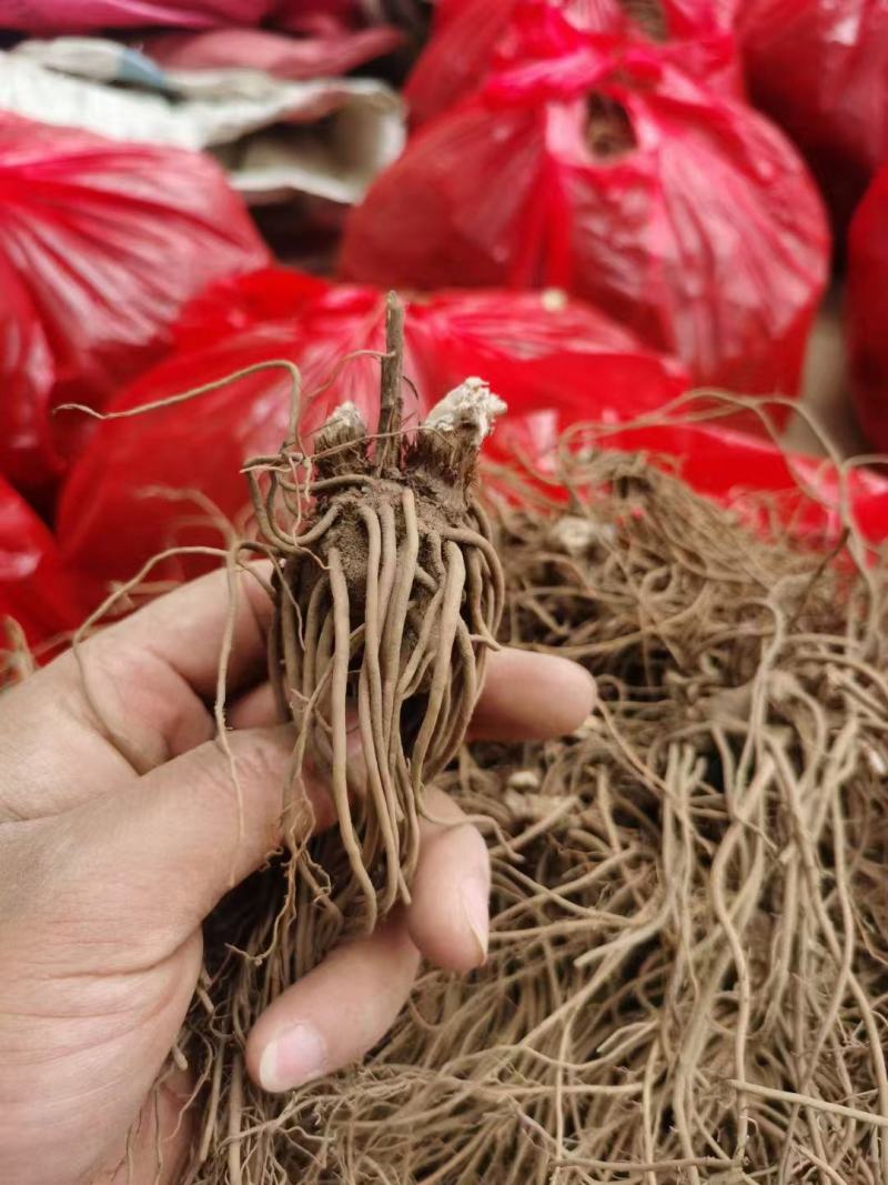 苍术种苗，北苍术苗，欢迎定购！包邮到家！快速发货！