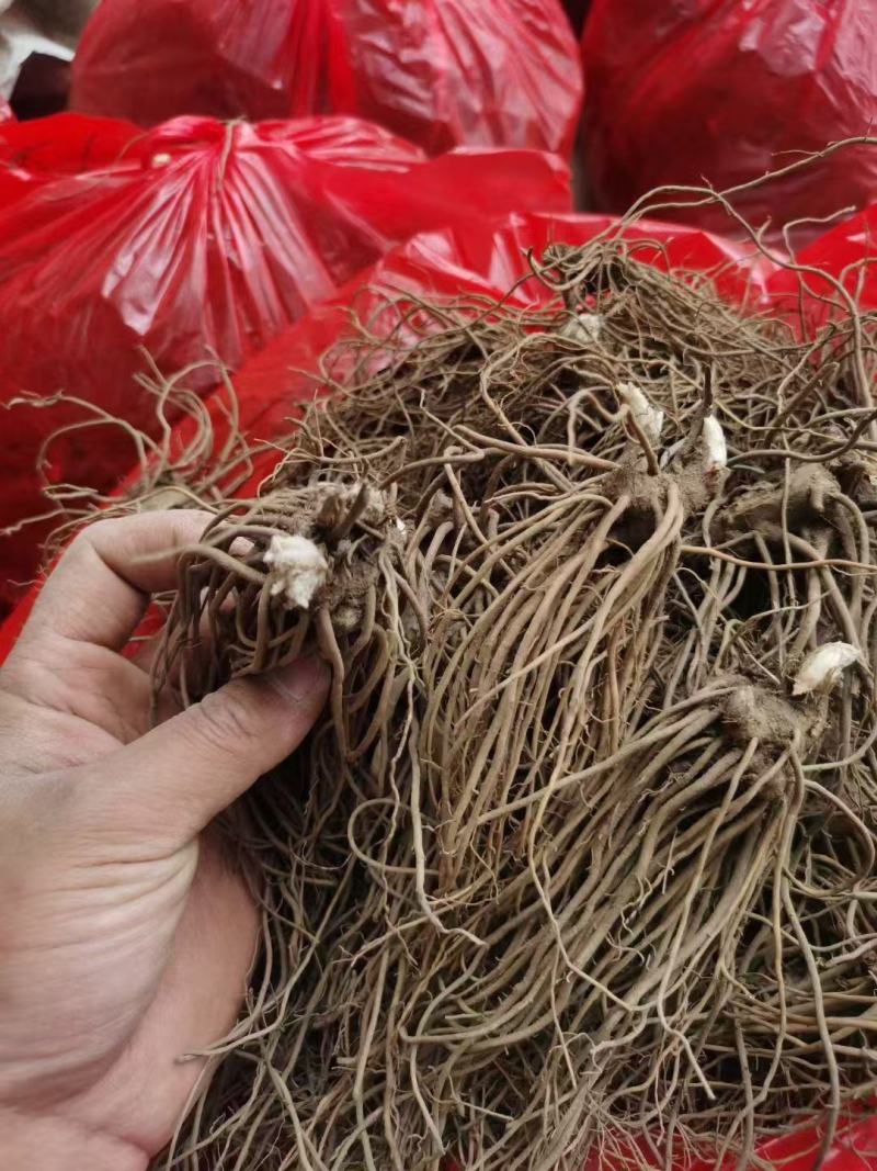 苍术种苗，北苍术苗，欢迎定购！包邮到家！快速发货！