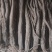 甘肃定西漳县遮阳山特产高山白条无硫当季新当参