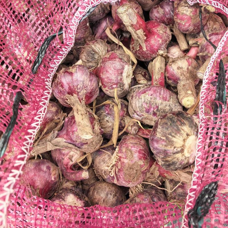 云南新鲜紫皮蒜，鲜蒜大量上市，大量供应电商货市场货超市货