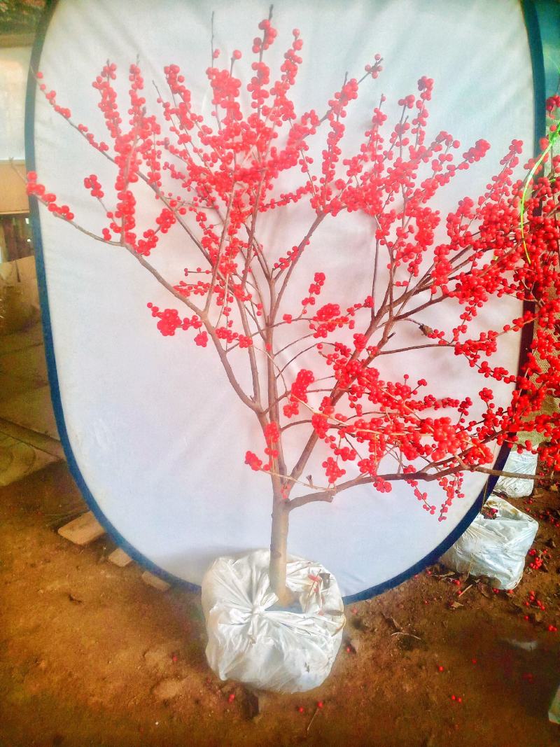 北美冬青花卉年宵红果盆栽耐寒带果发货室内盆景造型庭院招财