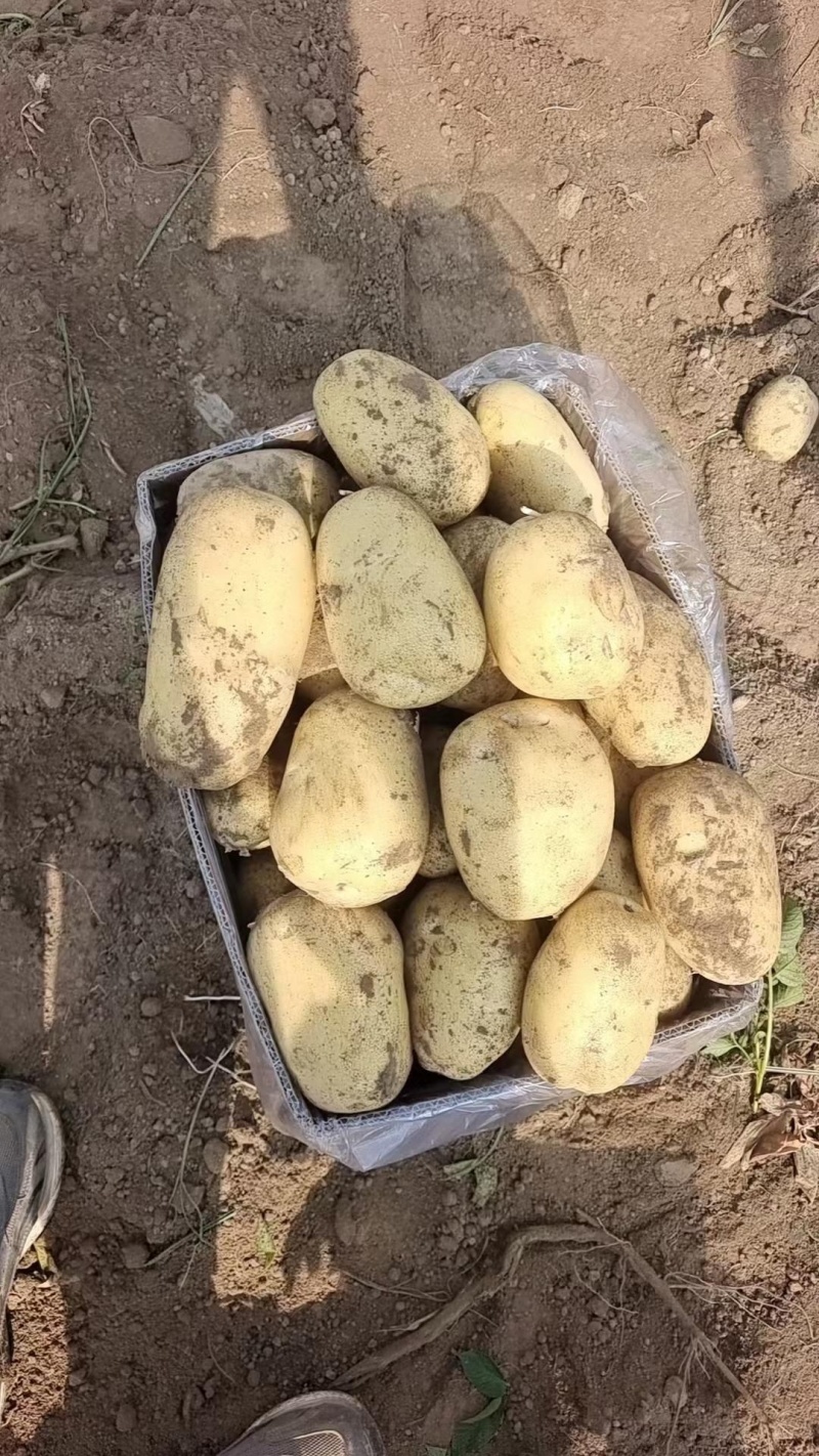 湖北精品沃土5号土豆产地直供全国各地档口商超可视频