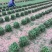 大叶油草皮