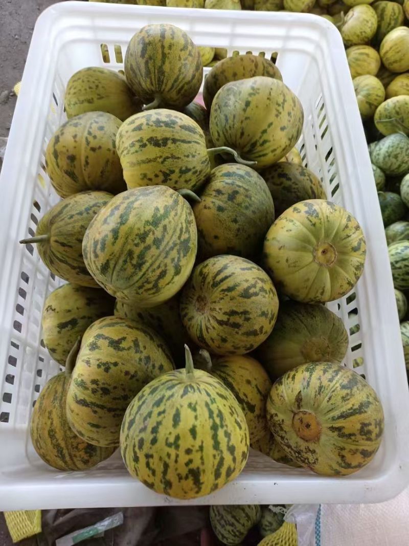 花美人，花姑娘八里香花蕾商超对接，一件代发