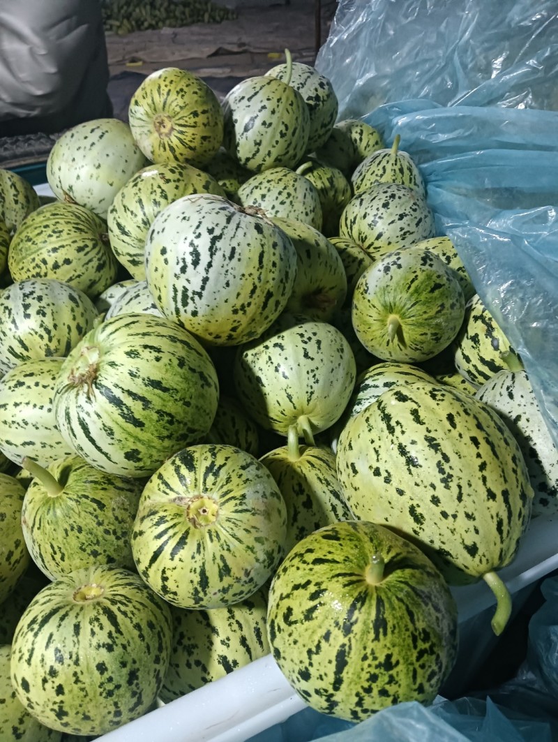 花美人，花姑娘八里香花蕾商超对接，一件代发