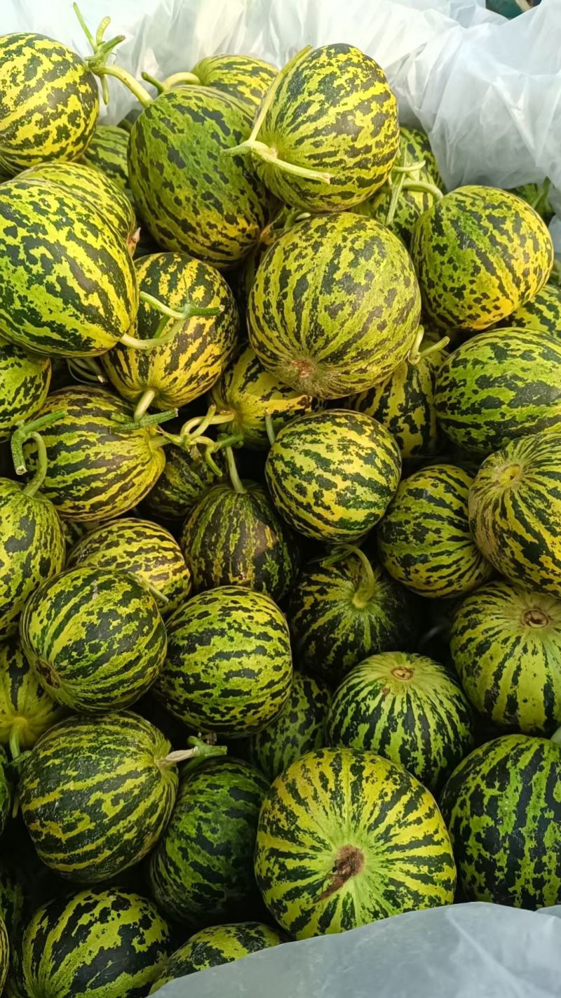 花美人，花姑娘八里香花蕾商超对接，一件代发