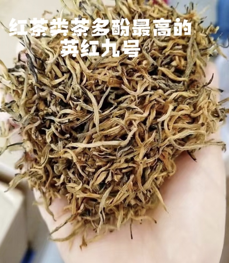 广东英德英红九号茶叶