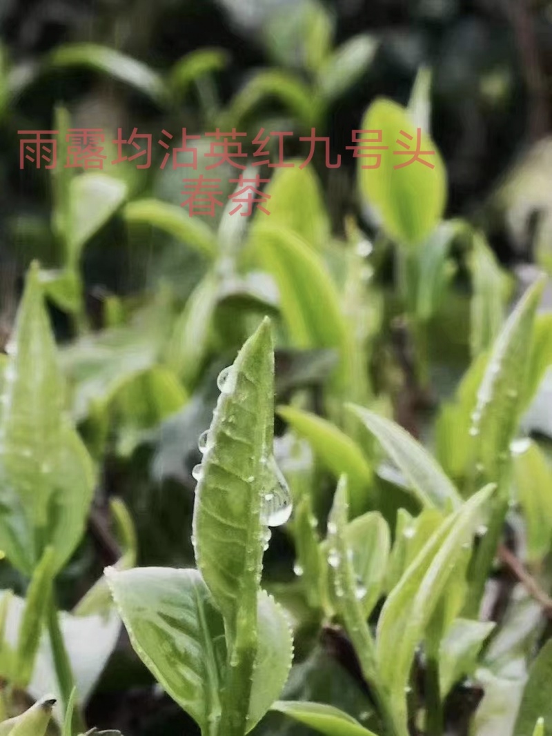 广东英德英红九号茶叶